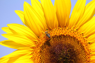 bee on sunflower close up
