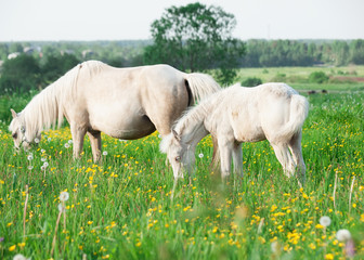 little foal of welsh pony with mom  in the grassland