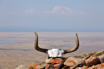 Obraz premium Yak skull decorated with Buddhist mantras in Tibet