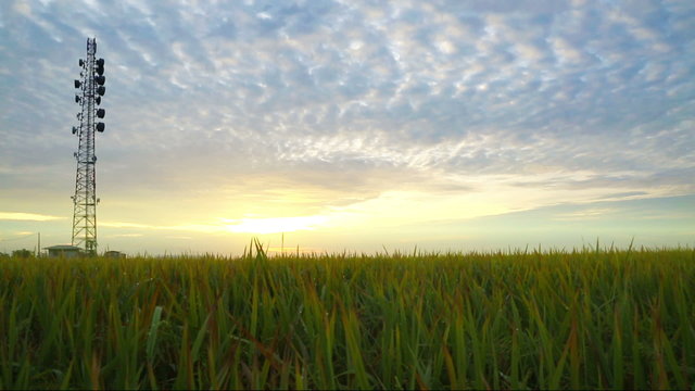 Radio Antenna over Paddy field during Sunrise