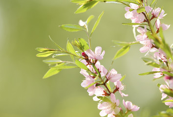 Sakura