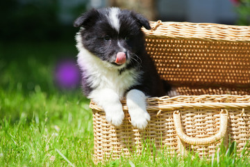 süßer Elo-Welpe im Korb