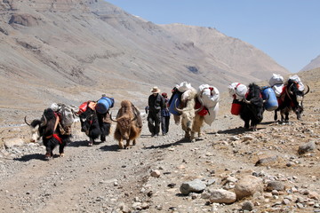 Train of yaks in Tibet