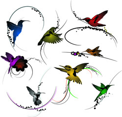Hummingbird Vector