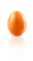 chicken egg