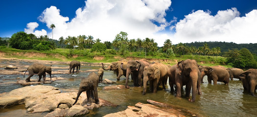 Fototapeta premium Young elephants playing in the beautiful landscape