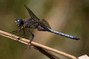 blue dragonfly brachytron pratense