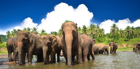 Obraz premium Elephant group in the river