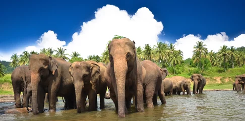 Crédence de cuisine en verre imprimé Éléphant Elephant group in the river
