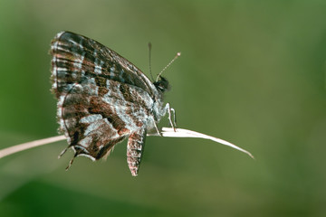 brown white butterfly