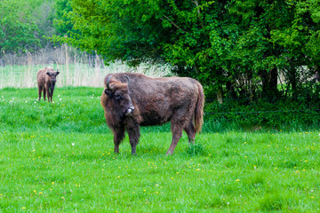 Wisent