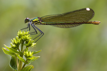 side of wild gold green dragonfly coenagrion puella
