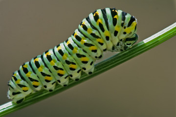 wild caterpillar  fennel branch