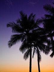 Fototapeta na wymiar 椰子の木