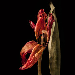 Zwiędły tulipan