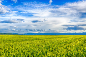 Beautiful landscape field of wheat, cloud and mountain