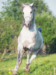 running grey arabian horse in the meadow