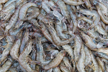 group of fresh prawn