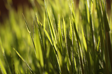 Green grass in the sun