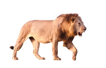Photo sur Plexiglas Lion Lion isolé sur blanc