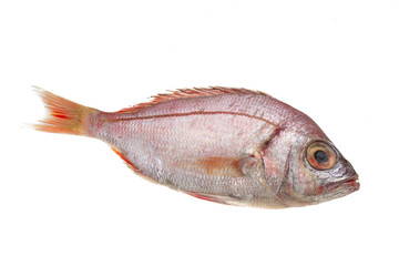 Raw Sea Perch