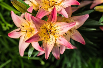 Lilie Pink Gelb