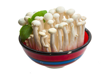 Japan mushroom Shimeji