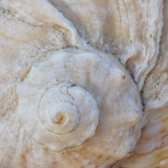 sea shell spiral closeup