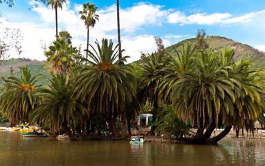 Salta (Argentine) Palmiers et lac