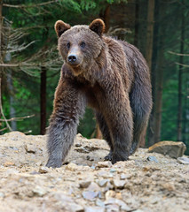 Fototapeta premium Brown bears in the Carpathians.