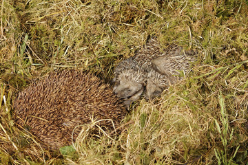 Baby hedgehog
