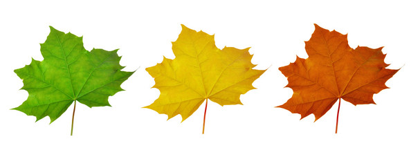 Green, yellow and red maple leaves