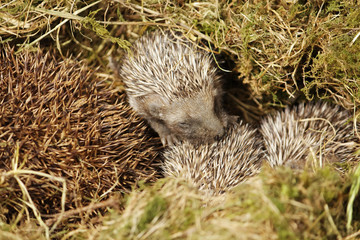 Baby hedgehog © cnono07