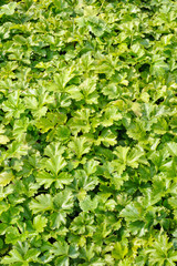 Obraz premium Waldsteinia ternata