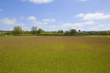 Obraz premium red clover meadow