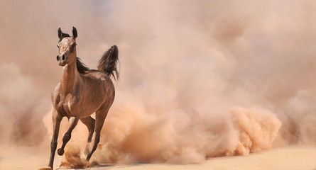 Arabian horse running out of the Desert Storm