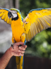 Blue and yellow Macaw parrot landing on a hand