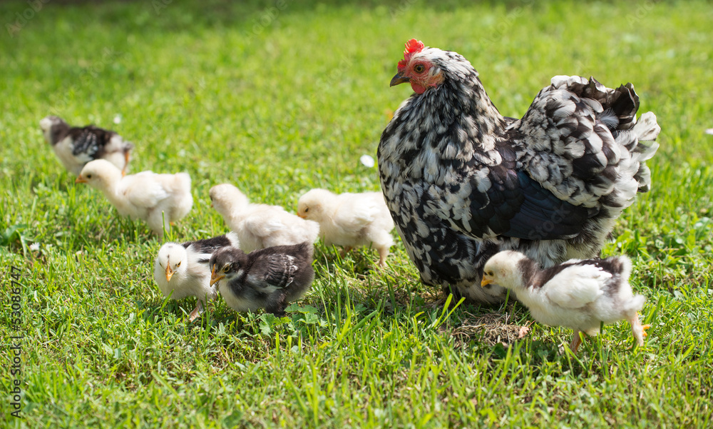 Canvas Prints hen with chicks