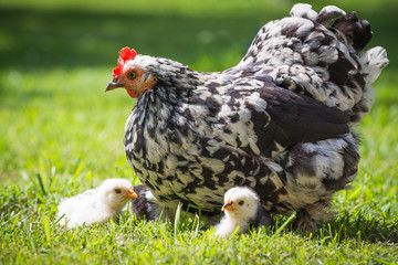 hen with chicks