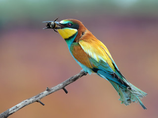 European Bee-eater with prey