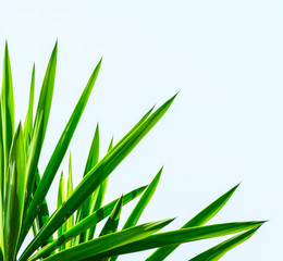 Fototapeta na wymiar Palm leaf isolated