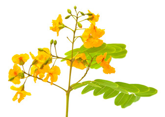 yellow cassia flowers