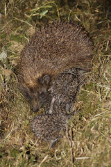 Baby hedgehog
