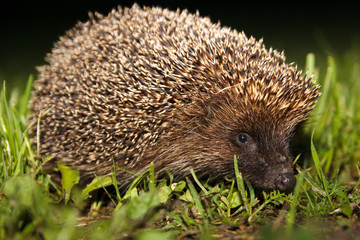 hedgehog - Erinaceus europaeus