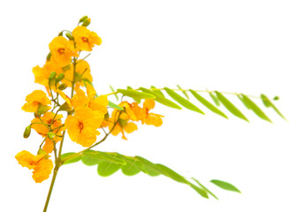 yellow cassia flowers