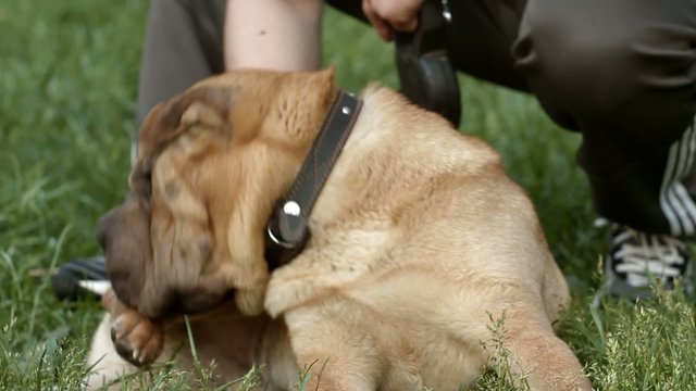shar pei dog  and the owner in the park