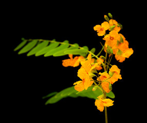 yellow cassia flowers
