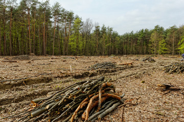 Deforestation and logging