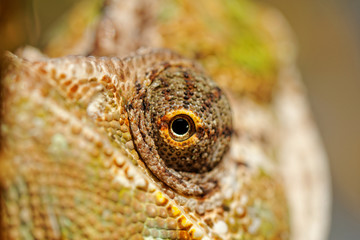 Chamaeleo calyptratus