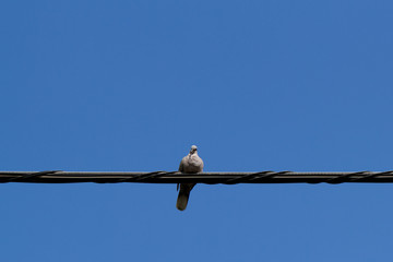 pigeons sitting on wire